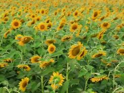 Sunflower field Stock Footage