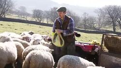 Farmer Feeding the Sheep Stock Footage