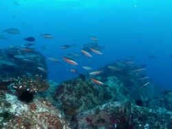 MS Shot of Various fish including fusiliers and soldier fish swimming over reef covered with coral and sea urchins / Mahe, Seychelles Stock Footage