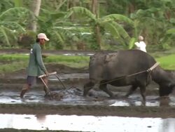 Water buffalo (Bubalus bubalis) pulls plough through rice field, Philippines, Dec 2009 Stock Footage