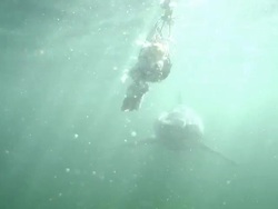 Close Up hand-held - A great white shark swims past bait that floats on a line. / South Africa Stock Footage