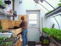 WS SLO MO Shot of young woman in green house preparing plants / Chatham, Michigan, United States Stock Footage