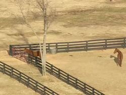 MS AERIAL Shot of farm and Horses near Edgefield / South Carolina, United States Stock Footage