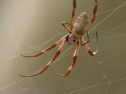 CU Spider walking on web / Mutawintji National Park, New South Wales, Australia Stock Footage