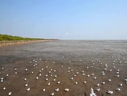 Seagulls Flying at Mangrove Forest Nearby the Sea Stock Footage