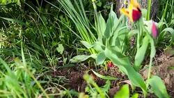 Active Senior Woman Gardening Stock Footage