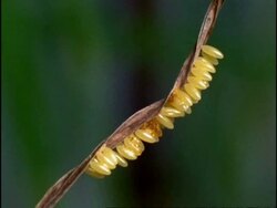 Ladybird Beetle larva eating aphid (Coccinella 7-punctata) sequence, England Stock Footage