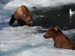 MS Shot of dominant brown bears sitting and fishing in Brooks River / Alaska, United States Stock Footage