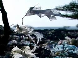 MS Blue plastic bag hanging in branch and waving in wind / Djibouti Stock Footage
