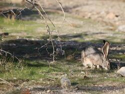 Jackrabbit munching grass and scratches face with back foot Stock Footage