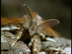Vapourer Moth (Orgyia antiqua) male with large radar-like antennae, England Stock Footage