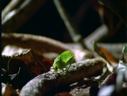 Marmosa, MS Katydid (insect) on stick on ground, pulls focus to Marmosa watching in background, Panama Stock Footage