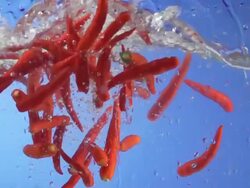 Red Chilli Peppers Splashing Into Water (Super Slow Motion) Stock Footage