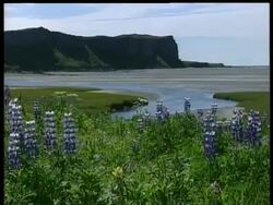 WA Beautiful coastal scene, sandy creek leading to black cliffs, wildflowers in foreground, Arctic circle Stock Footage