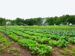 WS SLO MO PAN View of organic farm with irrigation sprinklers / Chatham, Michigan, United States Stock Footage