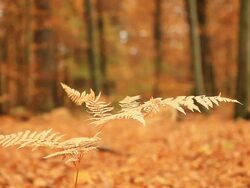 HD DOLLY: Fern In Autumn Forest Stock Footage