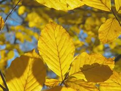 HD: Autumn Beech Leaves Stock Footage