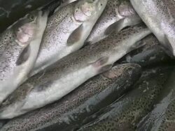 CU View of Trout / Trassem near Saarburg, Rhineland-Palatinate, Germany Stock Footage