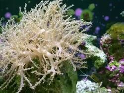 Aquarium Stock Footage