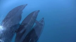 Pacific Bottlenose Dolphins Bow Riding Stock Footage