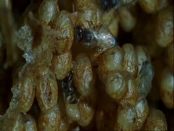 CU Parasitoid wasps, Mesocomys pulchriceps, crawling over eggs, Botswana, Africa Stock Footage