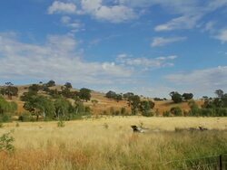 WS View of gum trees (eucalyptus tree) and pretty rural scenic / Bendigo, Victoria, Australia Stock Footage