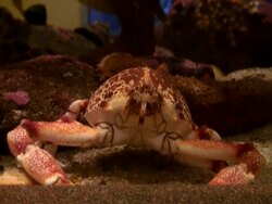 Crab Mouth, Eating Stock Footage
