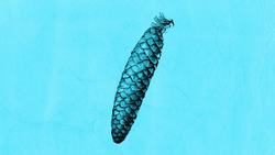 History's Most Powerful Plants Instructional Video