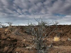 MS Shot of dead trees surrounded by lava rock with clusters of tall dry yellow grass blowing in wind / Waikoloa Village, Hawaii, Big Island, United States Stock Footage