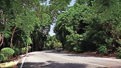 Road in the forest Stock Footage