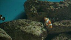 Tropical fish swim in an aquarium. Stock Footage