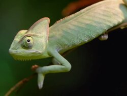 Chameleon Stock Footage