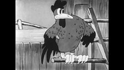 Rooster crows to wake all the chickens up all the chickens; they get scared and fly around the coop Stock Footage