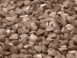 HD, NTSC: Buckwheat (video) Stock Footage