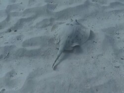 MS TS Cortez Round Stingray burying on sandy bottom / Playa del Carmen, Isla Mujeres, Mexico Stock Footage