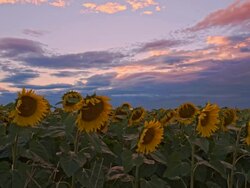 WS DS Field Of Sunflowers At Dusk Stock Footage