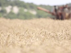 wheat ears and harvester in the background Stock Footage