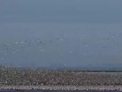 The Snettisham Spectacular As High Tides Cause Thousands Of Birds To Take Flight Stock Footage