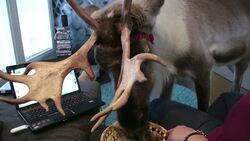 This is not your typical reindeer. While others are gearing up to guide Santa's sleigh, Aatu, a Finnish reindeer is working on his tableside manners, munching on moss and staying warm indoors. (Dec. 17) News Clip