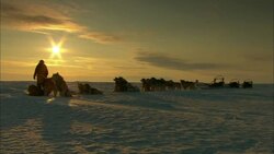 A musher lets his team of sled dogs take a break on Alaska's snowy tundra. Stock Footage