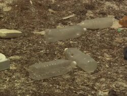 Marawah Marine Protected Area, island, litter, zoom in and out, Abu Dhabi, United Arab Emirates  Stock Footage