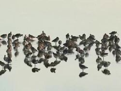 The Snettisham Spectacular As High Tides Cause Thousands Of Birds To Take Flight Stock Footage