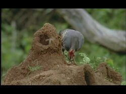 Jungle fowl (Gallus sp.) foraging for termites emerging from mound, Nagarahole, India Stock Footage