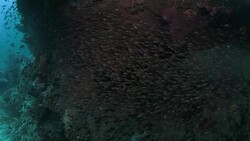 Glassfish around rock of coral reef, Raja Ampat Stock Footage