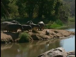MS Herd of hippos rush into river Stock Footage
