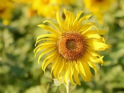 Sunflower Stock Footage
