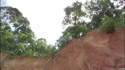 Vegetation hangs over a red clay clear cut area where dead tree roots are exposed from deforestation. Stock Footage