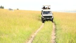 Elephants in Safari at Wild with tourists Stock Footage