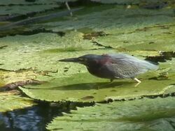 Green heron in the swamp 6  60i Stock Footage
