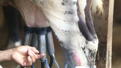 man milk equipment cow Stock Footage